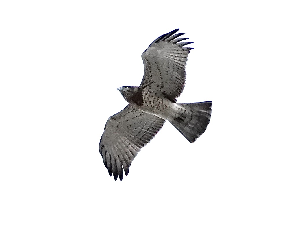 short-toed eagle